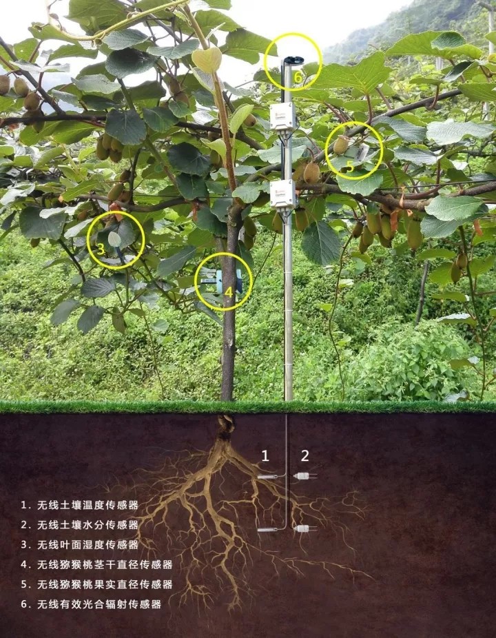 20200603153617046465.jpg 6.webp.jpg