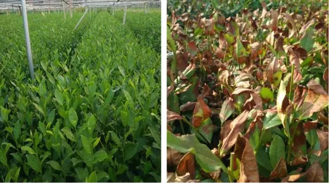 20200603153635043689.jpg 7.webp.jpg