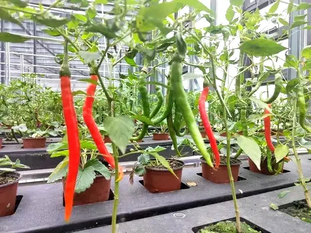 20240524151331032338.png 640 (3).png